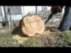 Zid Tajga 245 lncfrsz Taiga Chainsaw