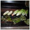 Grilled fish in banana leaves
