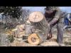 JONSEREDS 75 - McCulloch MAC 130 - OLEO-MAC 937 chainsaw in action / lncfrsz