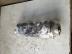 OPEL CORSA C, ASTRA G / Gyri bontott ftengely X16XE, Z16XE