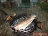 Grillen slt hal