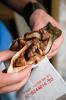 Jerusalem mixed grill Meurav Yerushalmi