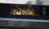 Owl Gets Stuck in Car Grill