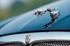 Und dem Jaguar auf dem Grill wie ein Urwaldstamm