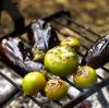 Tomaten und Auberginen vom Grill