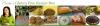 Macaroni Grill Gluten Free Menu