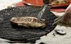 Griddle zu Cobb Grill in den Warenkorb legen